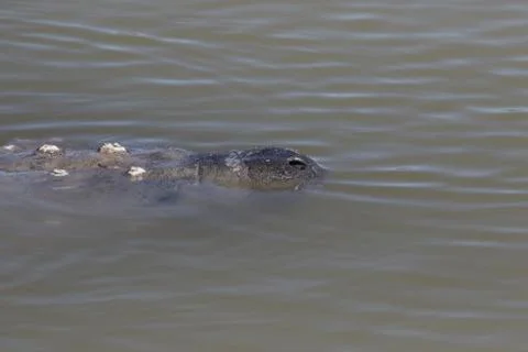 Breathing Manatee. Stock Photos