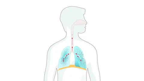Breathing. Movement of ribcage during inspiration and expiration. Vidéo 130800321