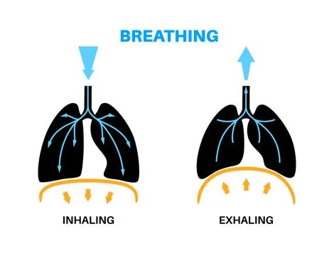 Breathing process poster Stock Illustration