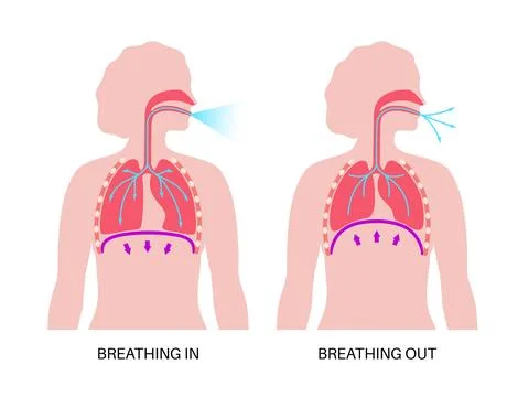 Breathing process poster Stock Illustration