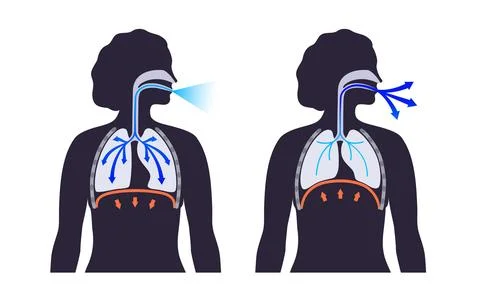 Breathing process poster Stock Illustration