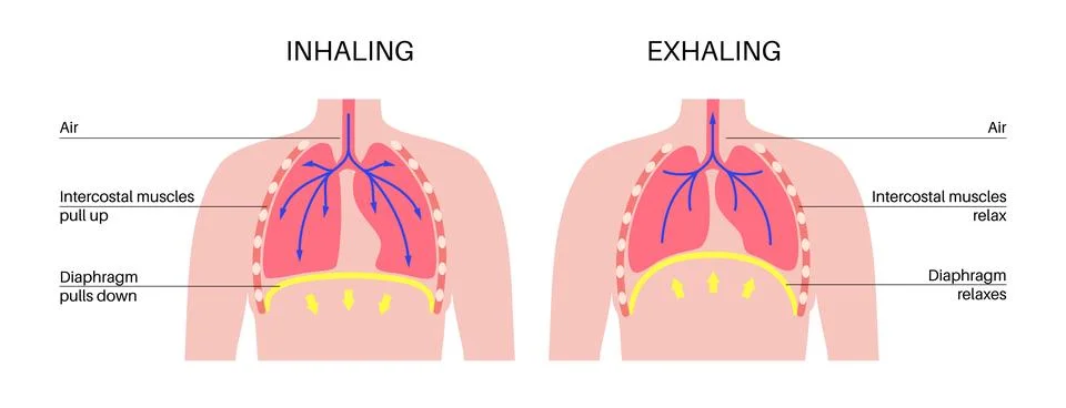Breathing process poster Stock Illustration