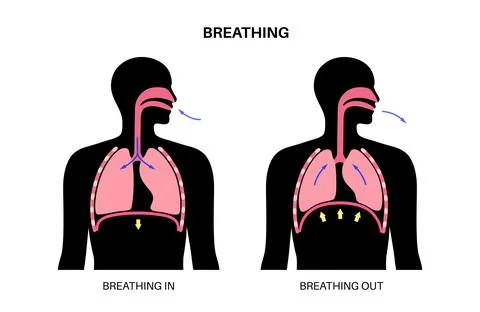 Breathing process poster Stock Illustration