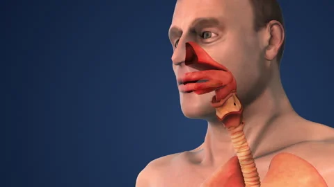 Breathing System Controlling Airflow for Oxygen and Carbon Dioxide Exchange Stock Footage 287309962
