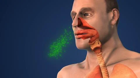 Breathing System Controlling Airflow for Oxygen and Carbon Dioxide Exchange Stock Illustration