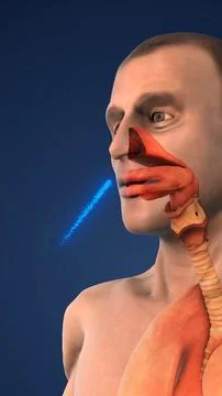 Breathing System Controlling Airflow for Oxygen and Carbon Dioxide Exchange Иллюстрация