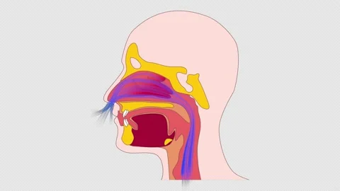 Breathing through the nose 4K Stock Footage 137811660