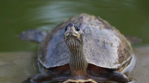 Breathing tortoise closeup Vidéo 121965627