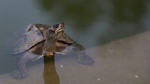 Breathing tortoise 스톡 동영상 121965769