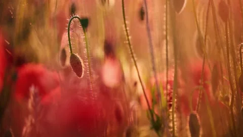 Breathtaking 4K slow-motion of red poppies in the wind, showcasing vibrant Stock Footage 295367024
