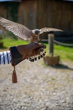 A breathtaking action shot captures a common kestrel in a moment of dynamic f Stock Photos