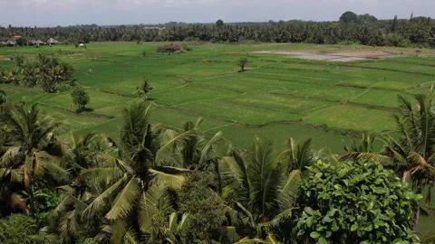 Breathtaking aerial view of a palm tree and rice fields natural landscape with Stock Footage 264732875