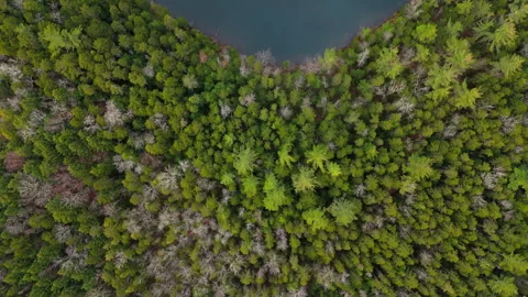 A breathtaking aerial view showcasing the stunning autumn foliage of Mount Stock Footage 306346403