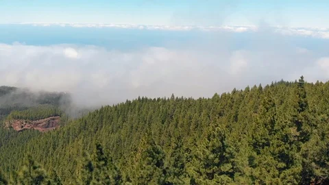 Breathtaking aerial view - a very dense forest of pine trees, a road in the Vídeo Stock 110895793