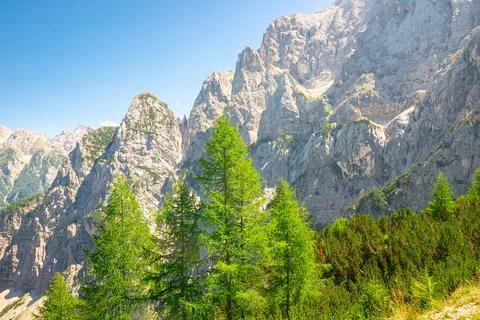 Breathtaking alpine mountain range with larch forest under a clear blue sky Stock Photos