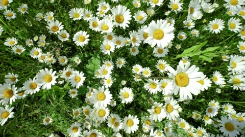 The breathtaking and stunning fields of daisies are truly magnificent and in Stock Footage 311260426