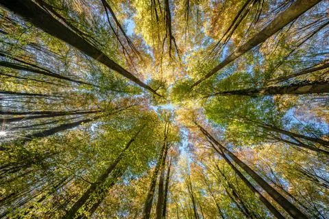 A breathtaking and stunning view showcasing vibrant, colorful autumn foliage  Stock Photos
