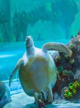 Breathtaking beautiful green or loggerhead turtle showing of his bottom belly Stock Photos
