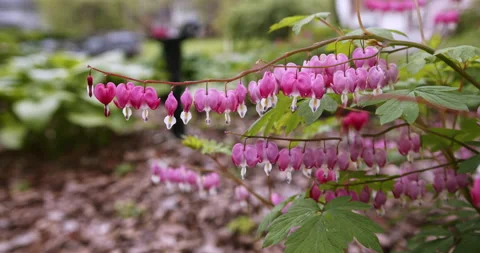 Breathtaking Bleeding Heart, Springtime Flowers, Lamprocapnos spectabilis Stock Footage 139017798