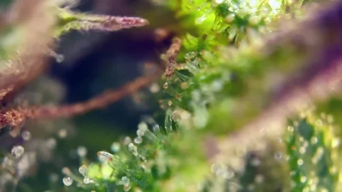 Breathtaking Cannabis trichomes developing active cannabinoids under microscope. Stock Footage 344494277