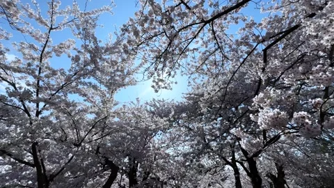 Breathtaking cherry blossom canopy in Sakura Park Aomori on a sunny spring day 動画素材 309165800