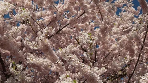 Breathtaking Cherry Blossoms in Full Bloom Against Blue Sky Stock Footage 270184773