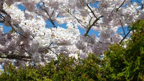 Breathtaking Cherry Blossoms in Full Bloom Against Blue Sky Stock Footage 270184973