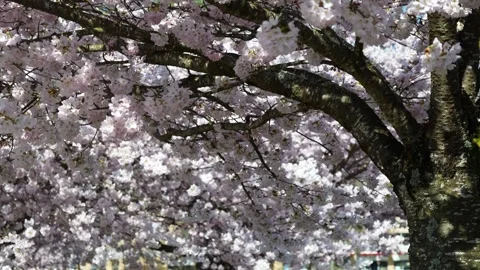 Breathtaking Cherry Blossoms in Full Bloom Springtime Scene Stock Footage 270185047