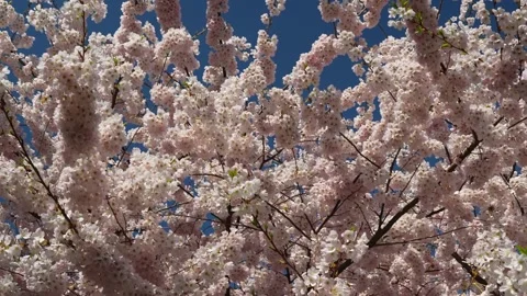 Breathtaking Cherry Blossoms in Full Bloom Against Blue Sky Stock-Footage 270186296