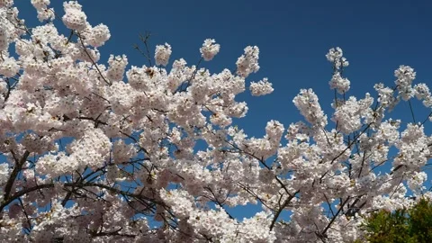 Breathtaking Cherry Blossoms in Full Bloom Against Blue Sky Stock-Footage 270186804