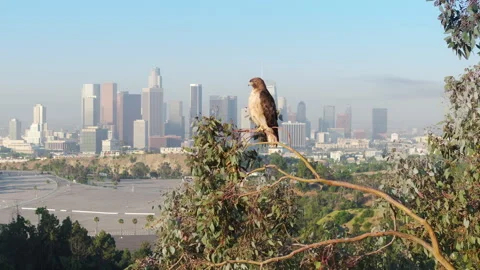 Breathtaking cinematic view of Red-tailed Hawk on tree at downtown Los Angeles Video stock 250045956