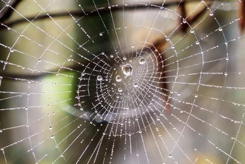 A breathtaking closeup image of a spider web adorned with sparkling dew drops Stock Photos