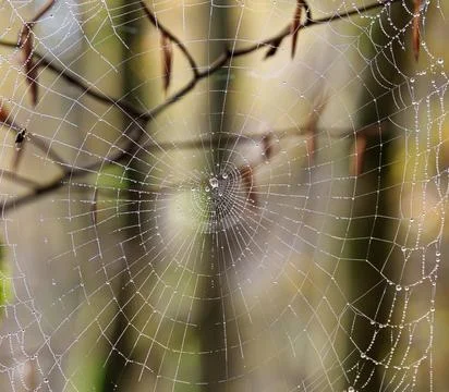 A breathtaking closeup image of a spider web adorned with sparkling dew drops Stock Photos