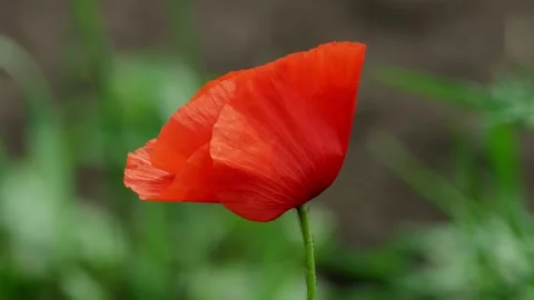 A breathtaking closeup view of a beautiful red poppy flower elegantly showcasing Stock Footage 311282360
