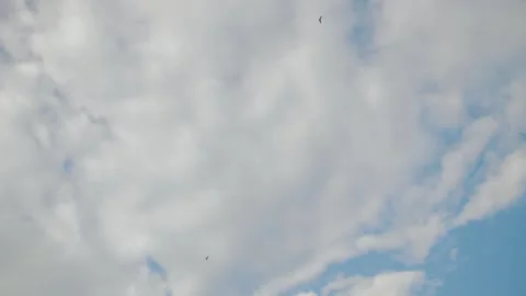 The breathtaking clouds and vibrant sky filled with birds are gracefully soaring Stock Footage 307919199