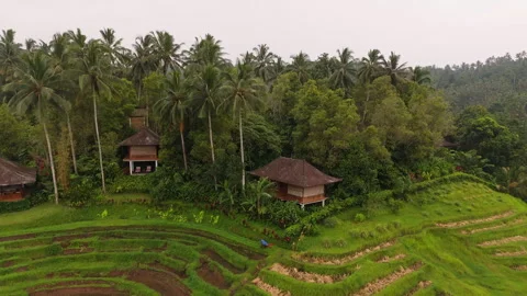 Breathtaking Clove Tree Hill Resort Volcano View Aerial 4K UHD 库存影片 341952140