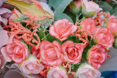 Breathtaking cluster of ruby-red roses, ideal for expressing romance Stock Photos