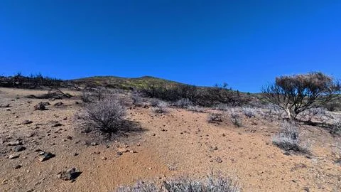 Breathtaking Desert Landscape Featuring Sparse Vegetation Beneath A Clear Blue Stock Photos