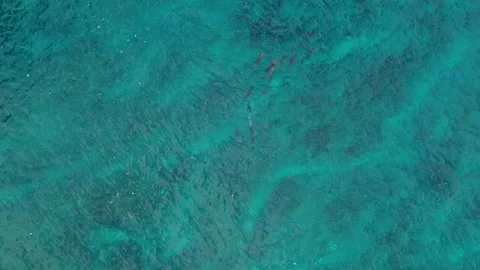 Breathtaking Diamond Beach Dolphins Ocean Lagoon Aerial View 4K Stock Footage 342173238