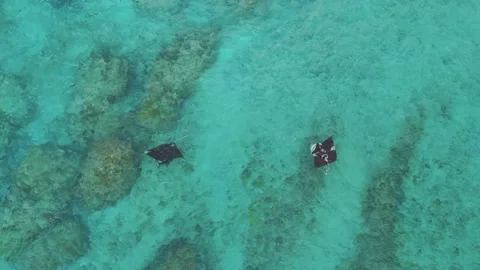 Breathtaking Diamond Beach Manta Rays Ocean Lagoon Aerial View 4K Stock Footage 342177750
