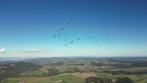 Breathtaking drone footage captured while flying wild geese. Stock Footage 306471141