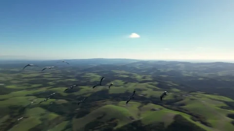 Breathtaking drone footage captured while flying through a flock of birds. Stock Footage 306471142