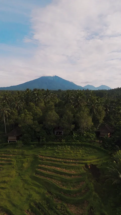 Breathtaking Drone Shot Clove Tree Hill Resort Rice Terraces 4K Видео 341920636