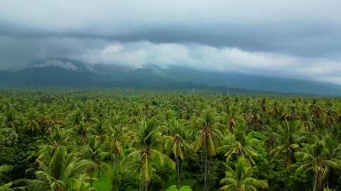 Breathtaking Drone Shot Gretek Black Sand Beach Palms Ocean 4K Stock Footage 339449846