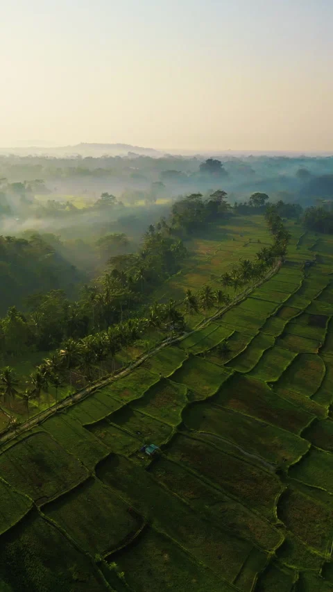 Breathtaking Drone Shot Mancingan Rice Terraces Sunrise 4K Stock-Footage 336463810