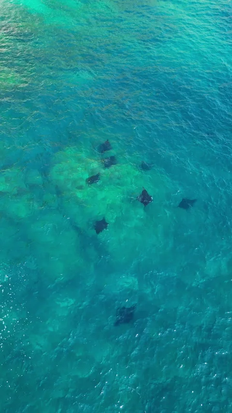 Breathtaking Drone Shot Manta Rays Swimming Bali Waters 4K Видео 339085830