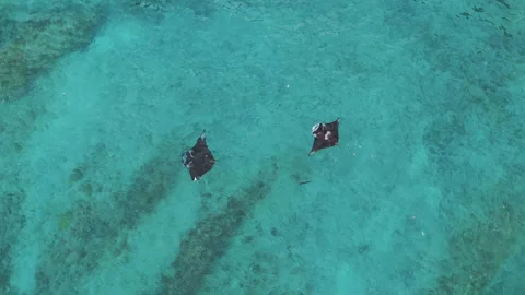 Breathtaking Drone Shot Manta Rays Turquoise Water Diamond Beach 4K Видео 342173210