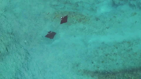 Breathtaking Drone Shot Manta Rays Turquoise Water Diamond Beach 4K Vidéo 342174618