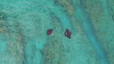 Breathtaking Drone Shot Manta Rays Turquoise Water Diamond Beach 4K Vidéo 342175056
