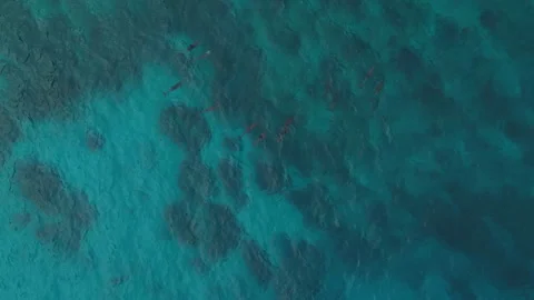 Breathtaking Drone Shot Pod of Dolphins Turquoise Water Diamond Beach 4K Видео 342171835